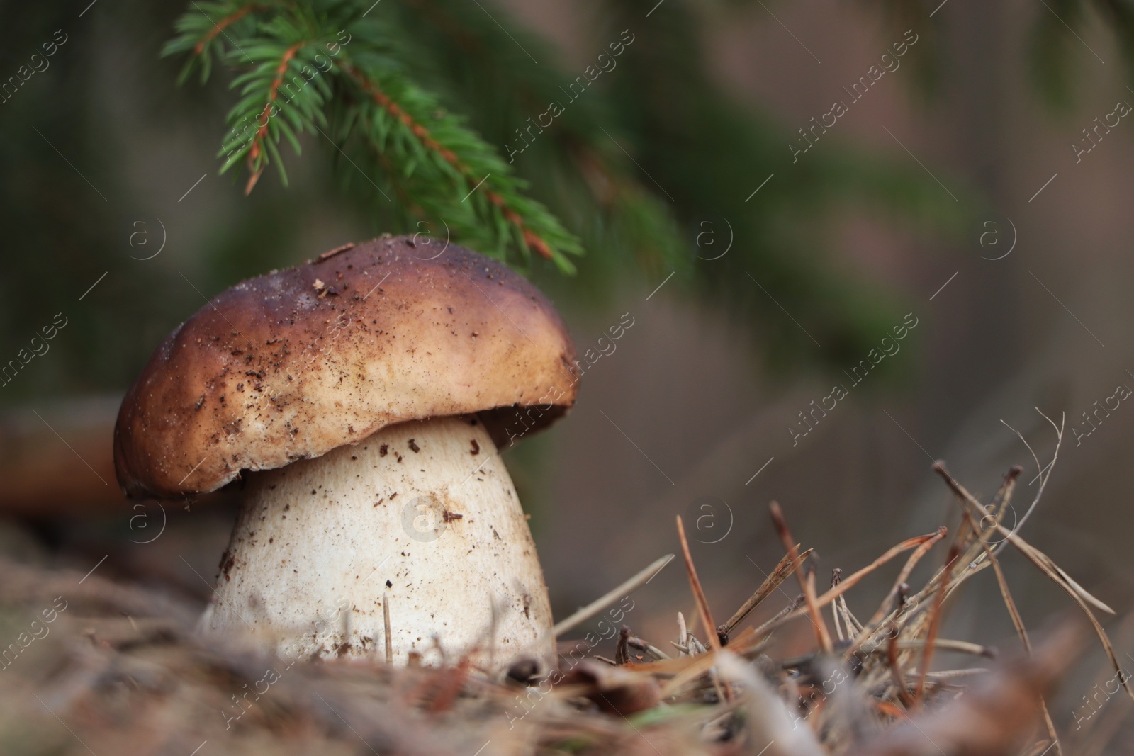 Photo of Beautiful porcini mushroom growing in forest on autumn day