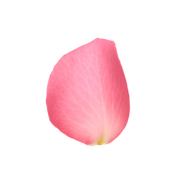 Fresh pink rose petal isolated on white