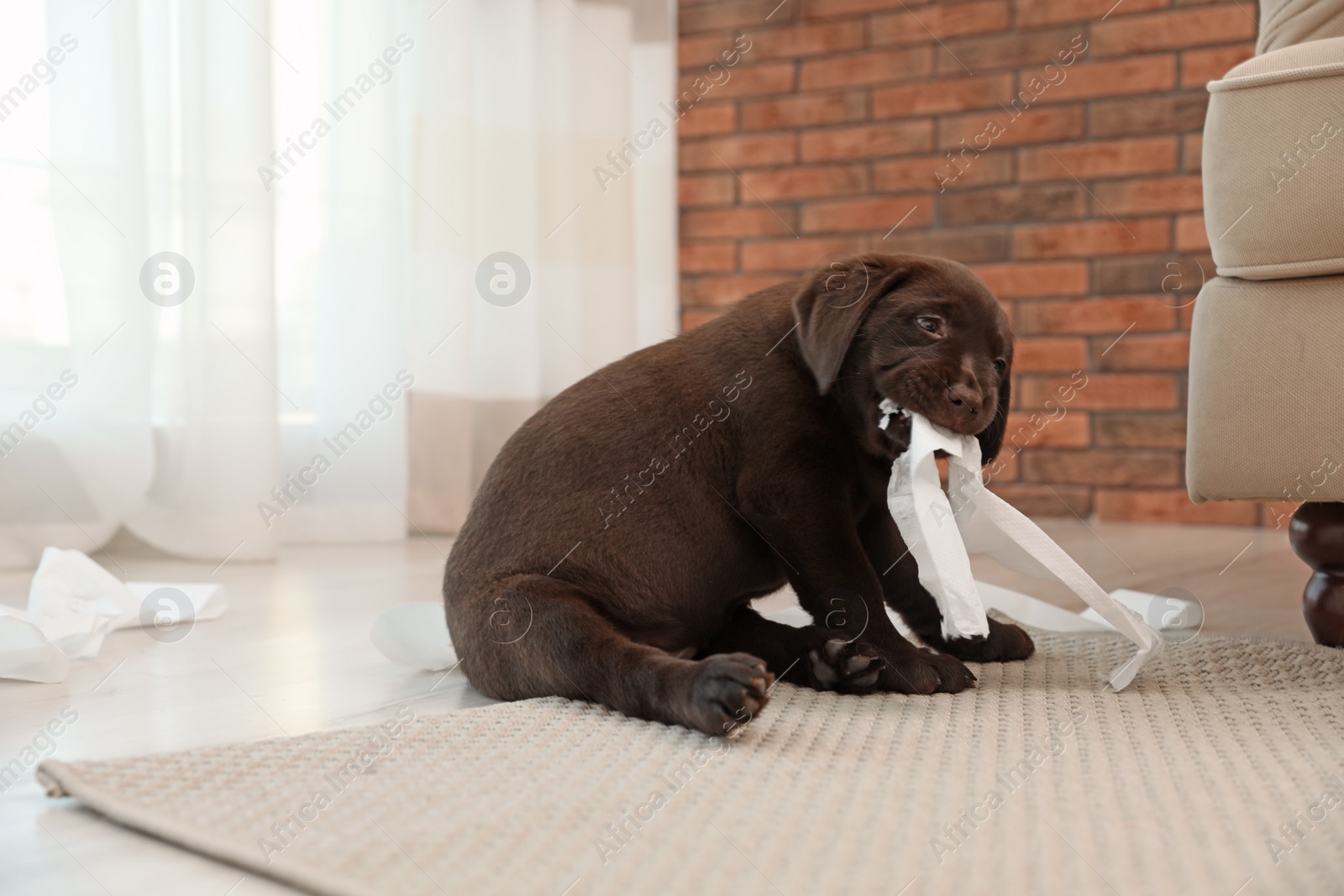 Photo of Cute chocolate Labrador Retriever puppy with torn paper indoors