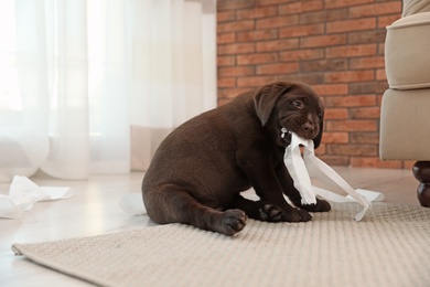 Photo of Cute chocolate Labrador Retriever puppy with torn paper indoors