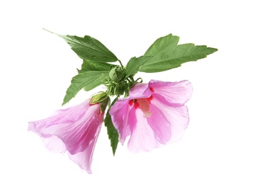 Photo of Beautiful tropical Hibiscus flowers on white background