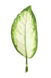 Leaf of tropical dieffenbachia plant on white background