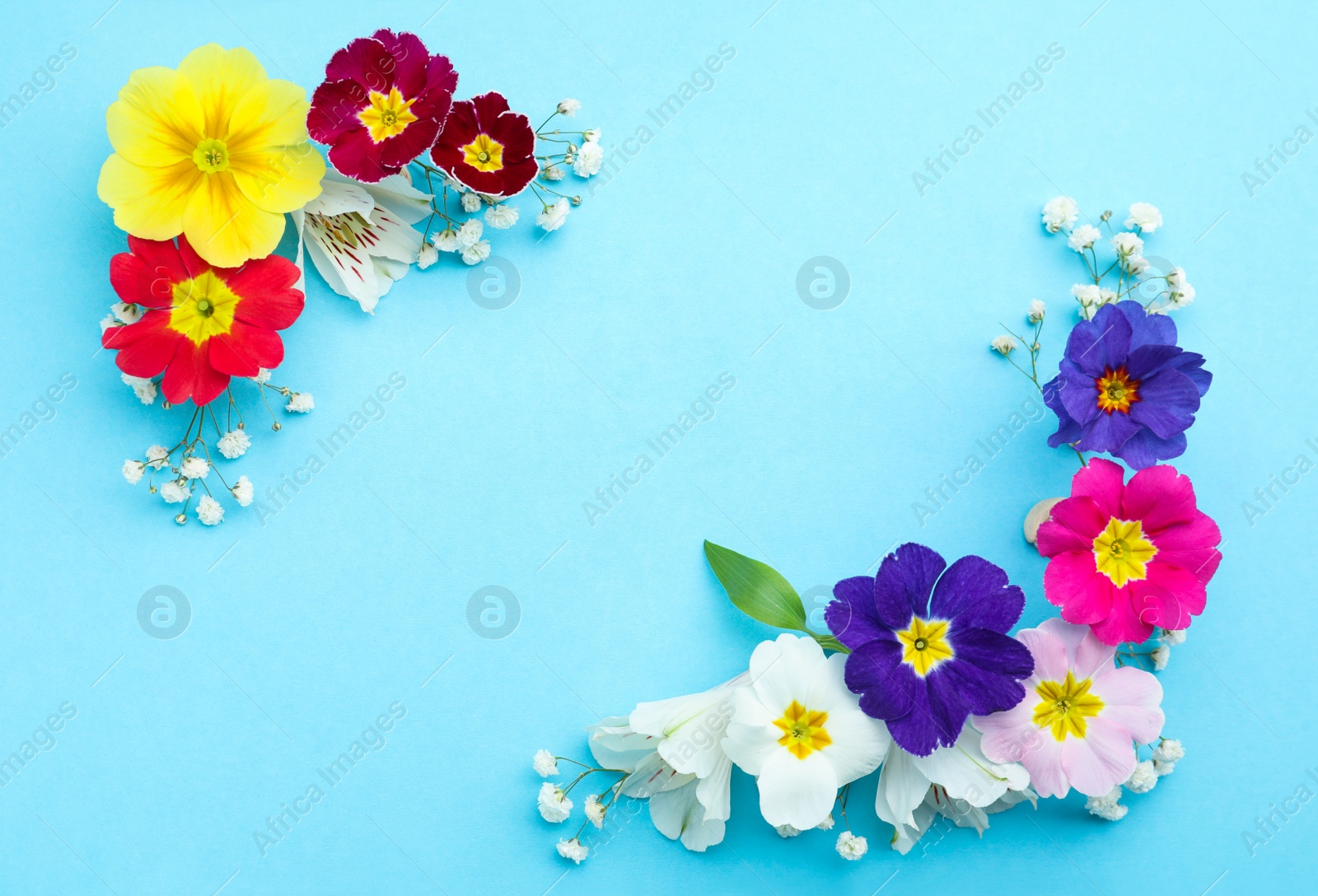 Photo of Primrose Primula Vulgaris flowers on light blue background, flat lay with space for text. Spring season