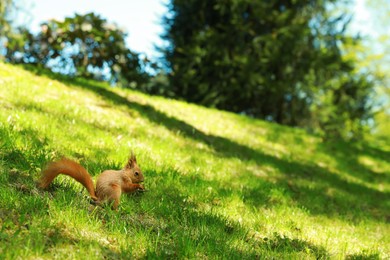 Photo of Cute red squirrel on green grass outdoors, space for text