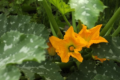 Photo of Zucchini plant with orange blossoms in garden