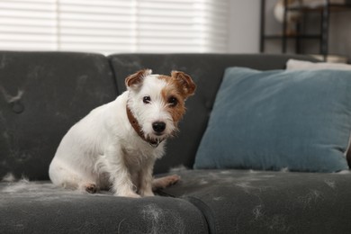 Cute dog sitting on sofa with pet hair at home