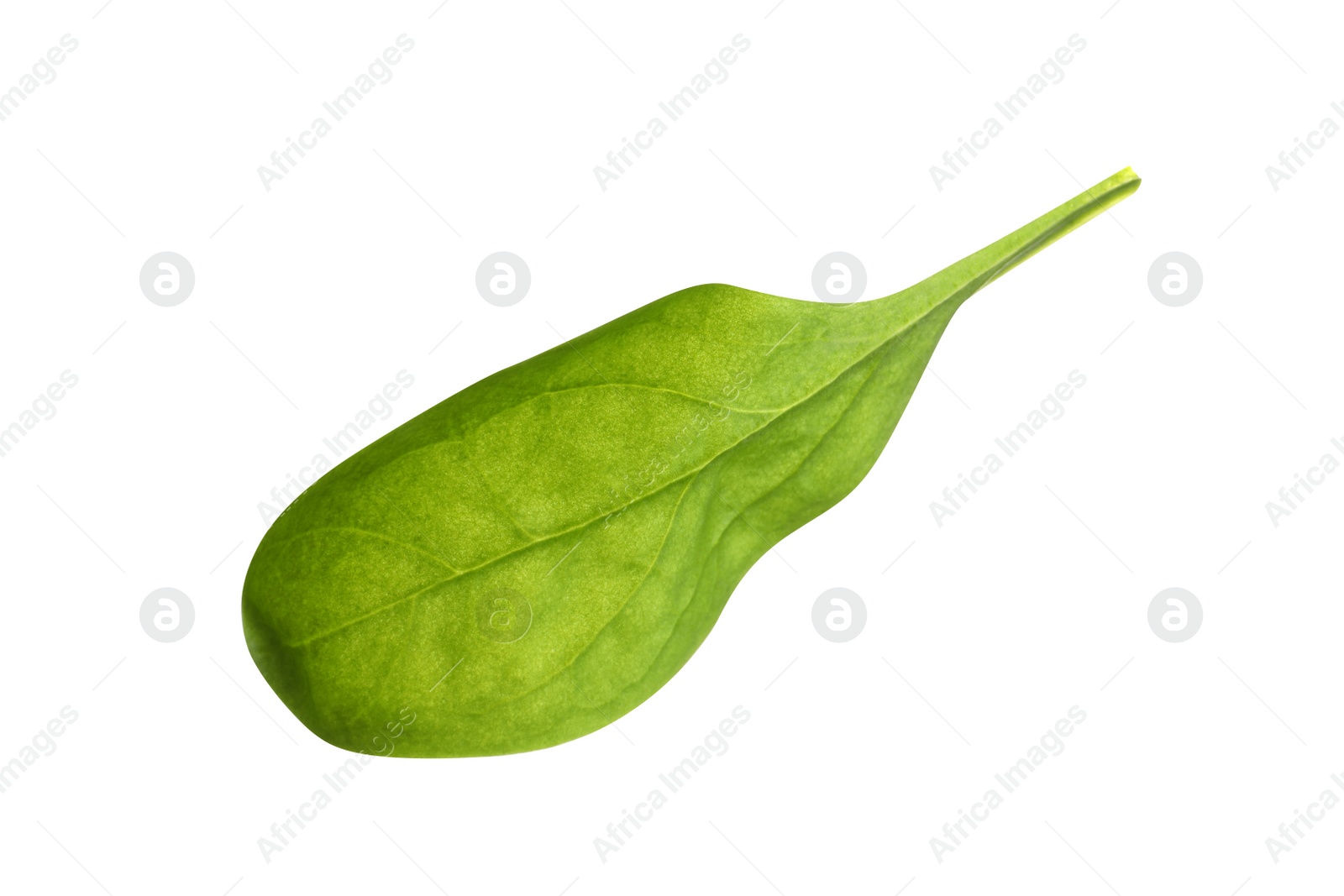 Photo of Fresh green basil leaf isolated on white