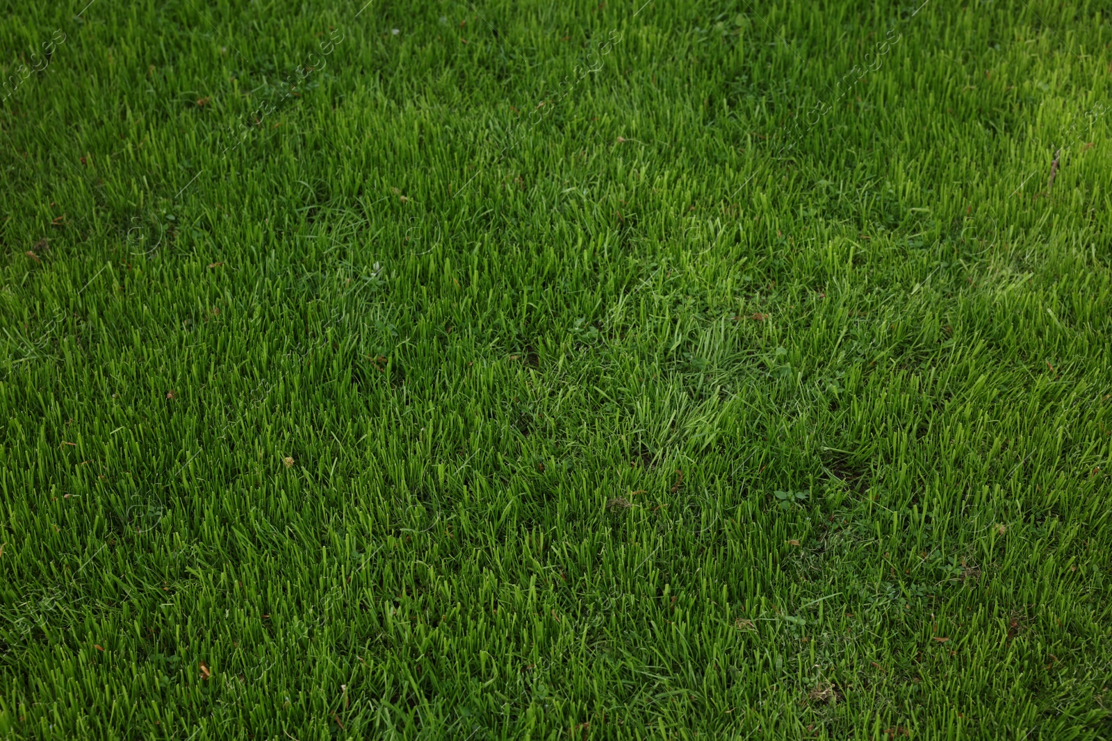 Photo of Fresh green grass as background on spring day