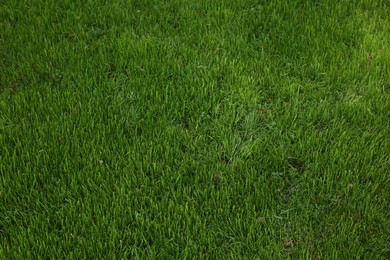 Photo of Fresh green grass as background on spring day