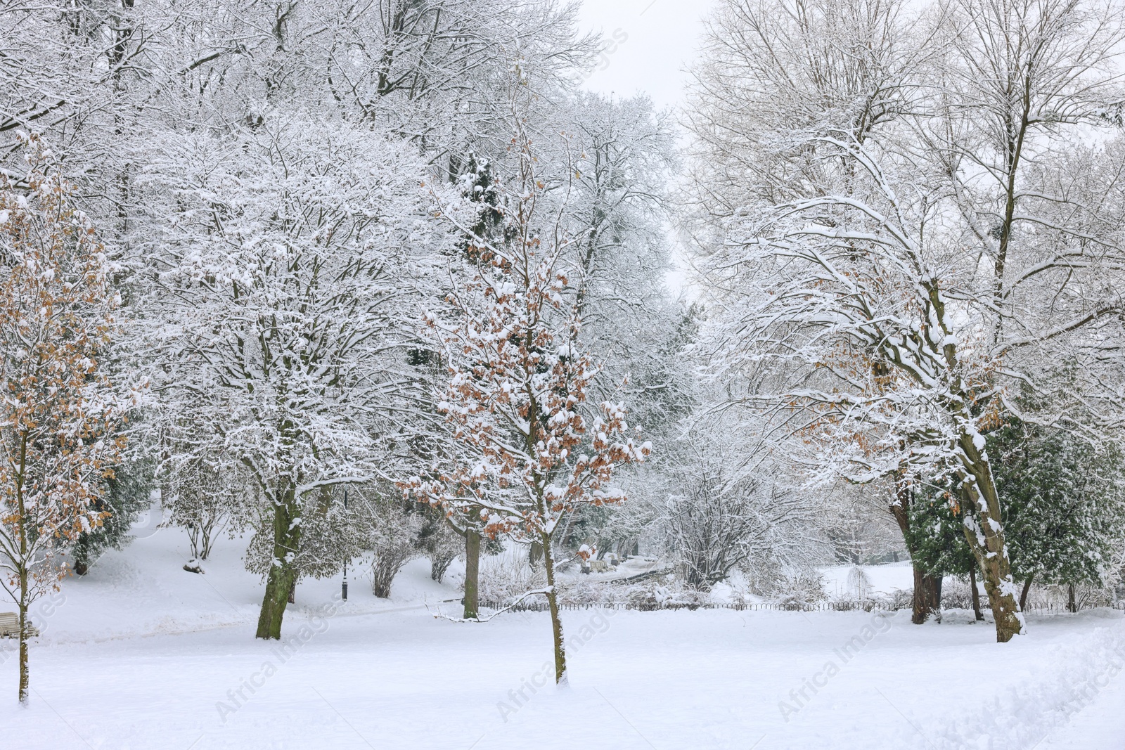 Photo of Beautiful trees covered with snow in winter park