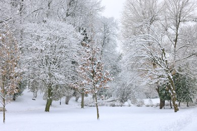 Photo of Beautiful trees covered with snow in winter park