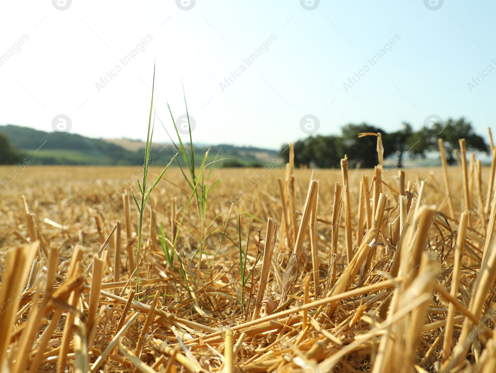Photo of Mowed agriculture field outdoors on sunny day. Agricultural industry