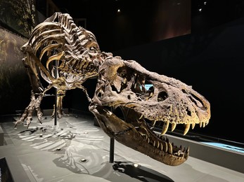 Photo of Leiden, Netherlands - November 19, 2022: Life size skeleton of Tyrannosaur in museum
