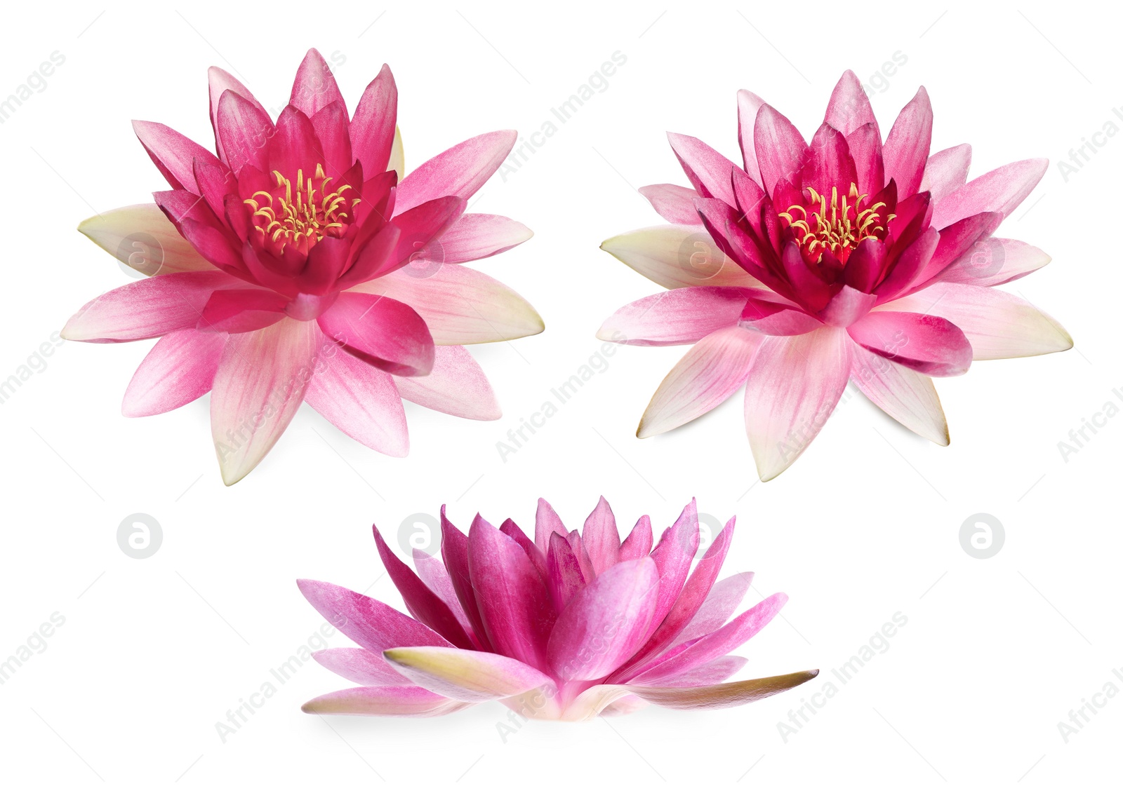 Image of Set of beautiful lotus flowers isolated on white