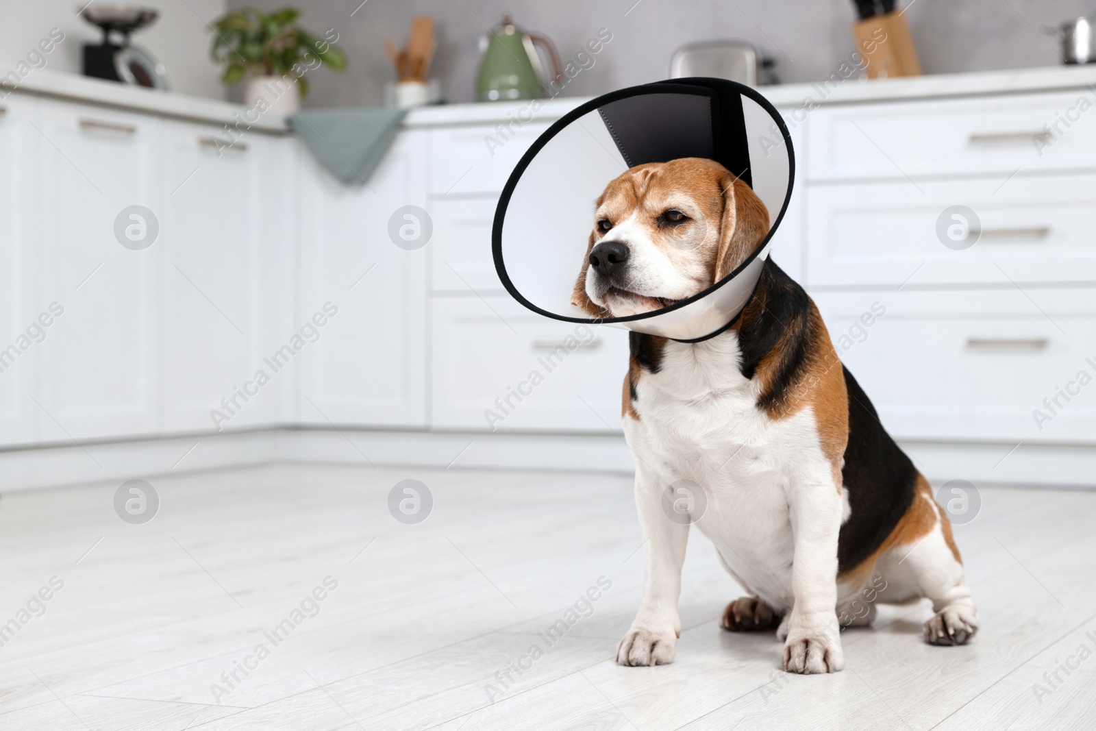 Photo of Adorable Beagle dog wearing medical plastic collar on floor indoors, space for text