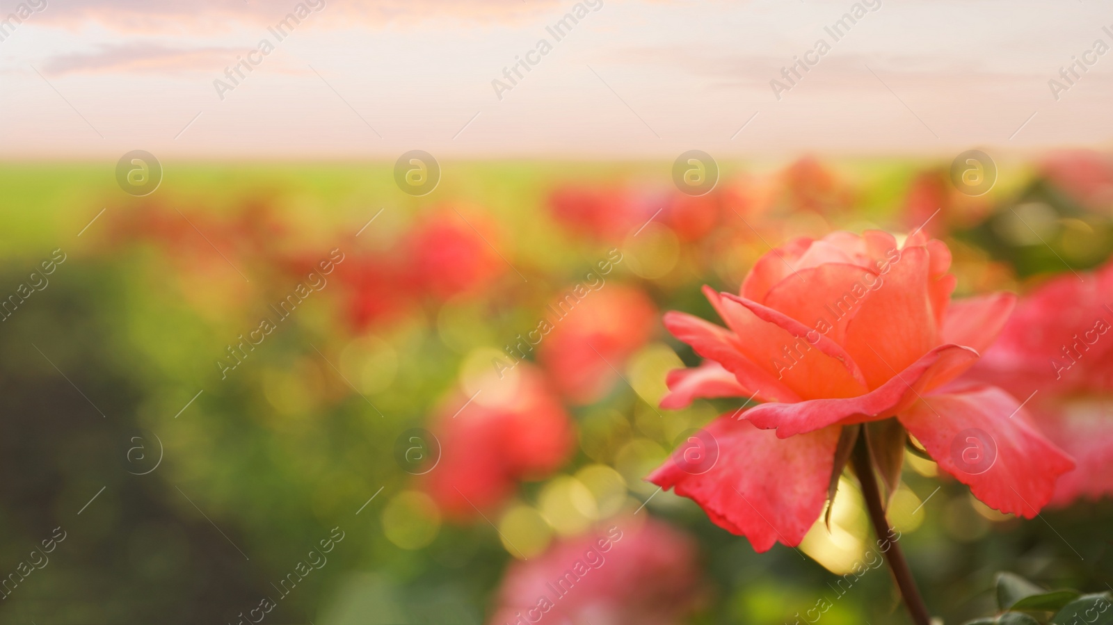 Photo of Green bush with beautiful roses in blooming garden on sunny day