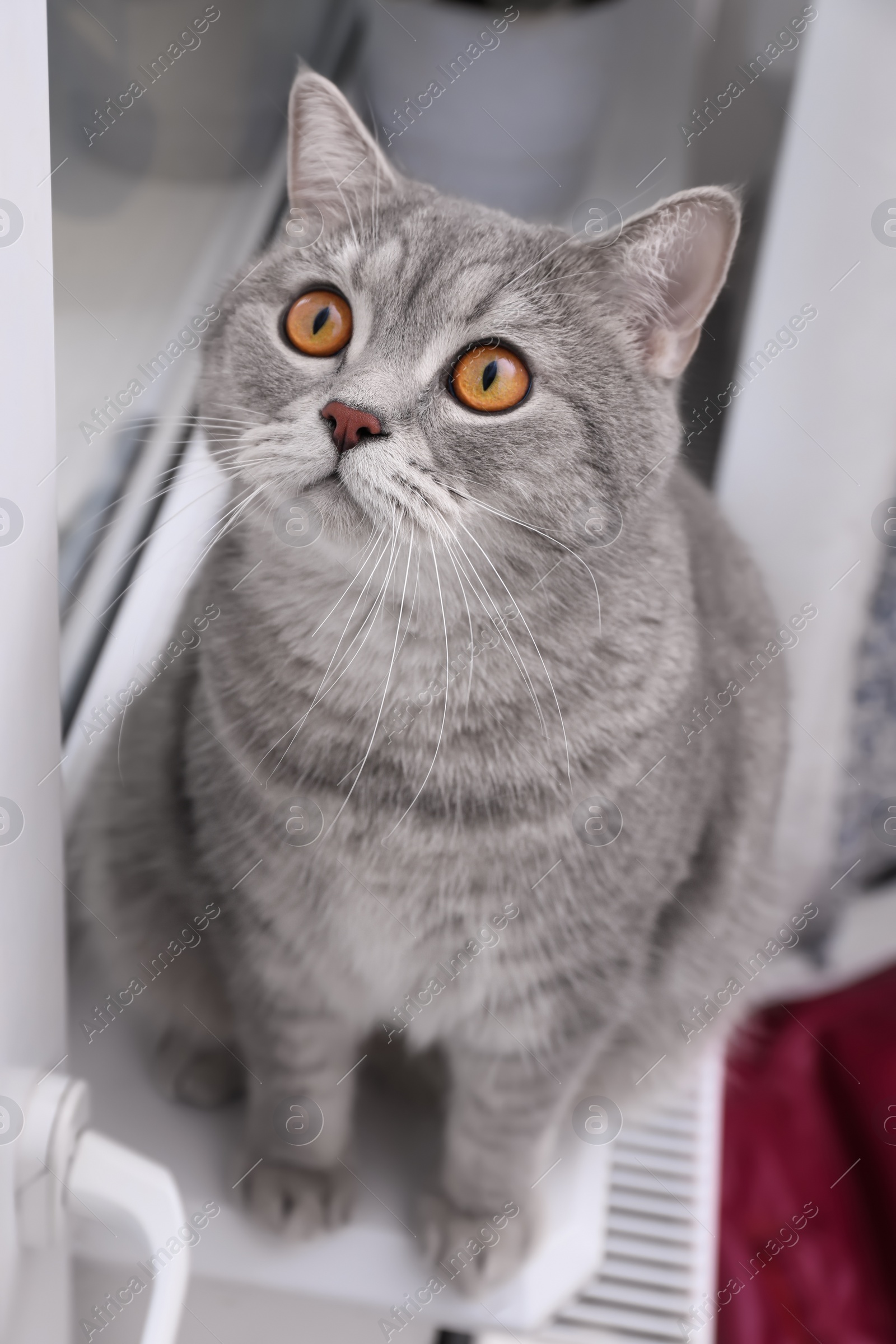 Photo of Cute Scottish straight cat on windowsill indoors