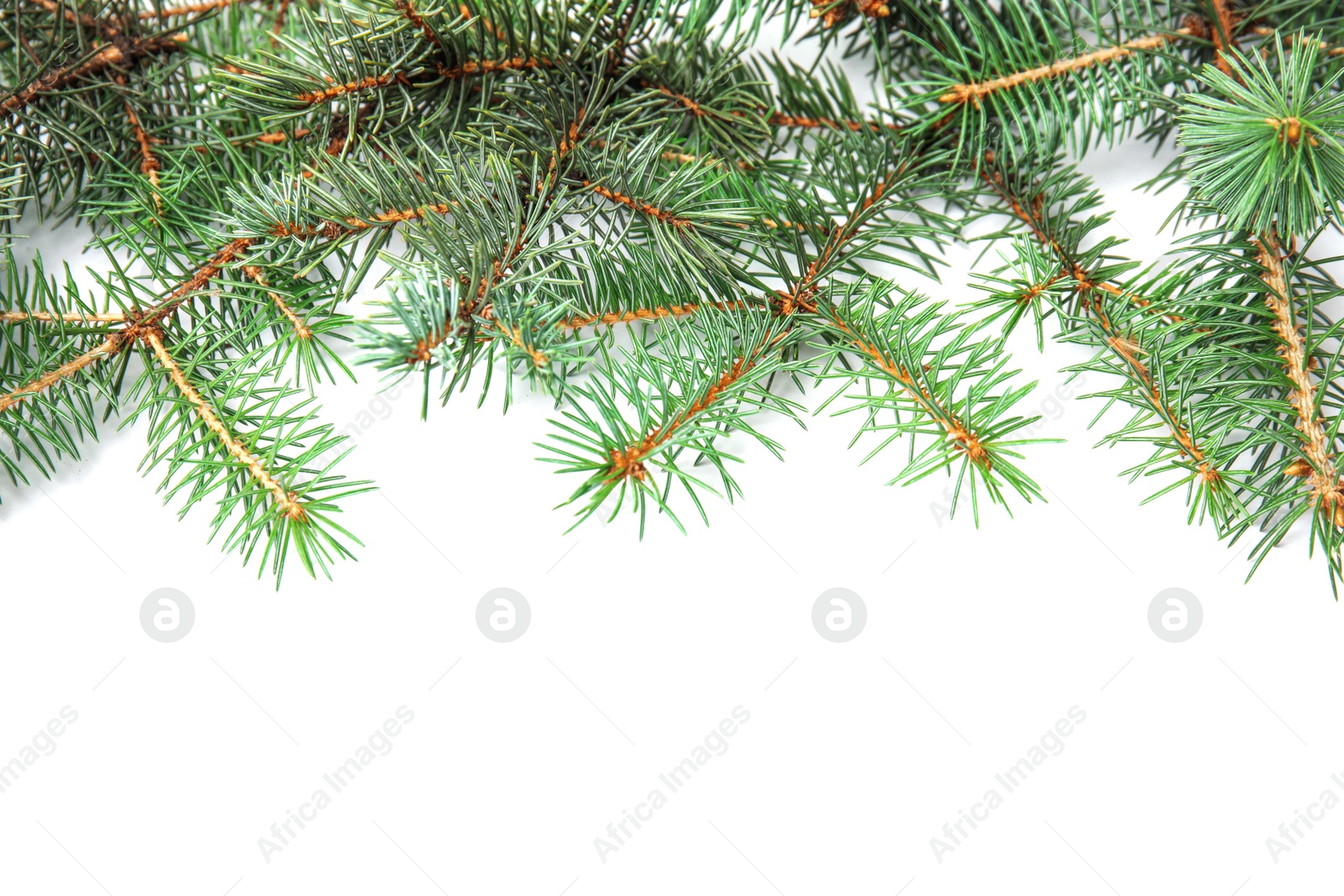 Photo of Branches of Christmas tree on white background