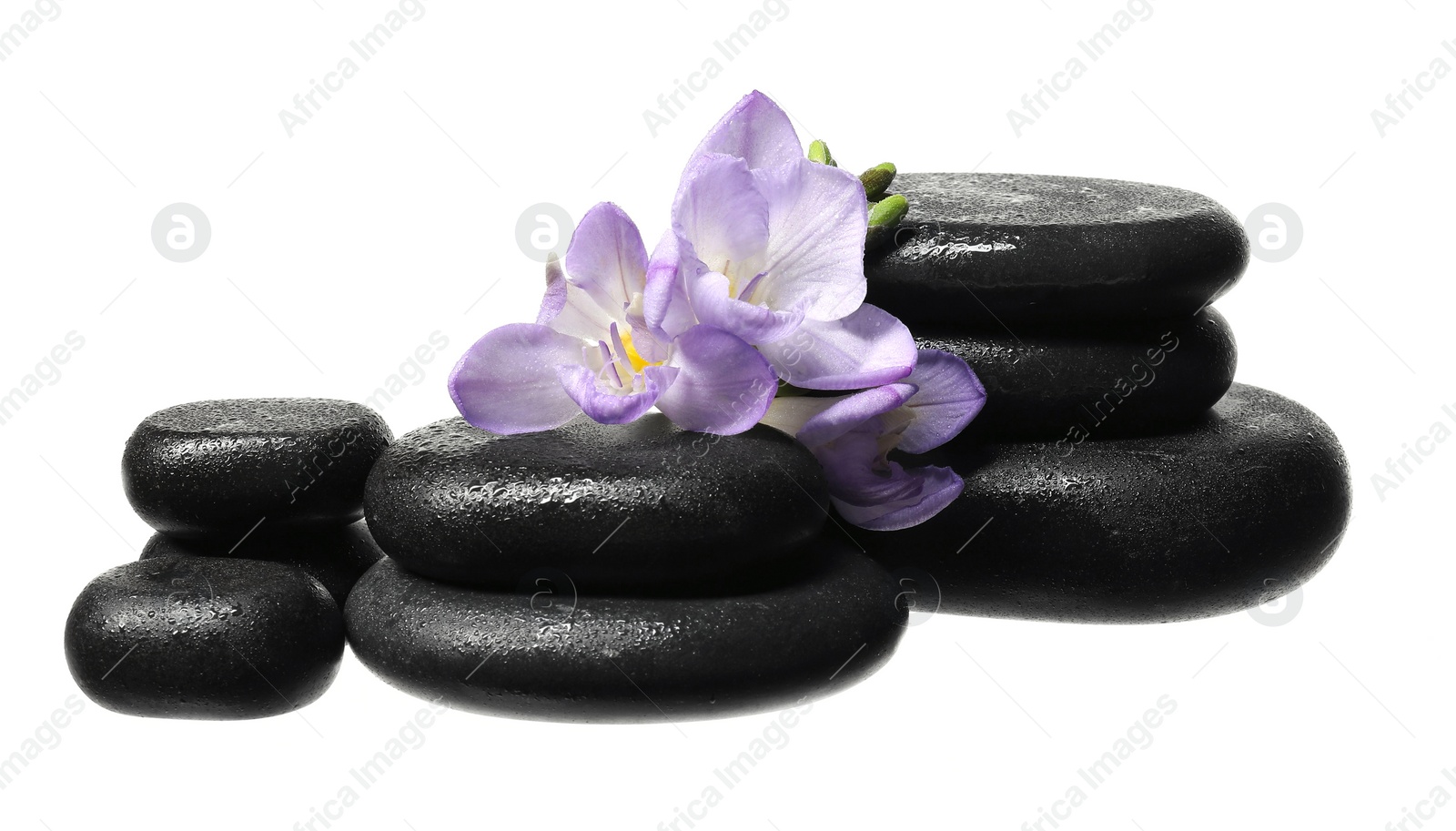 Photo of Beautiful violet freesia flowers and stones isolated on white