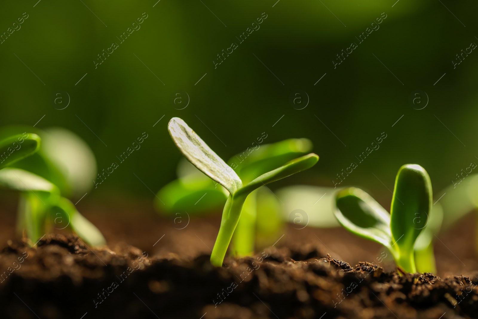 Photo of Little green seedlings growing in soil, closeup