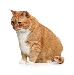 Photo of Cute ginger cat on white background. Adorable pet