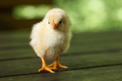 Photo of Cute chick on wooden surface outdoors, closeup. Baby animal