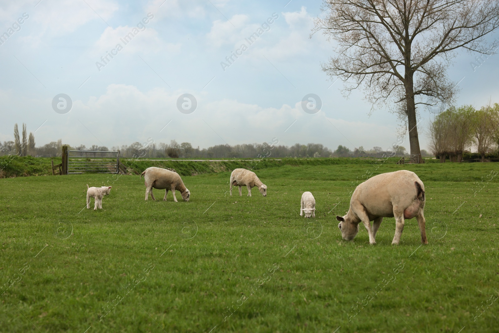 Photo of Cute funny sheep grazing on green field