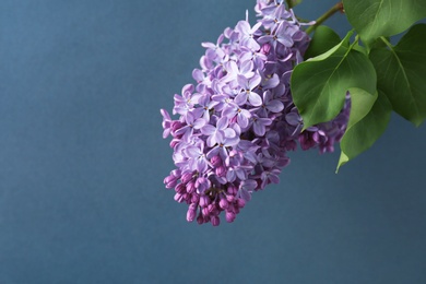 Photo of Beautiful blossoming lilac on grey background. Spring flowers