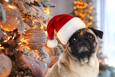 Cute pug dog with Santa hat near Christmas tree 