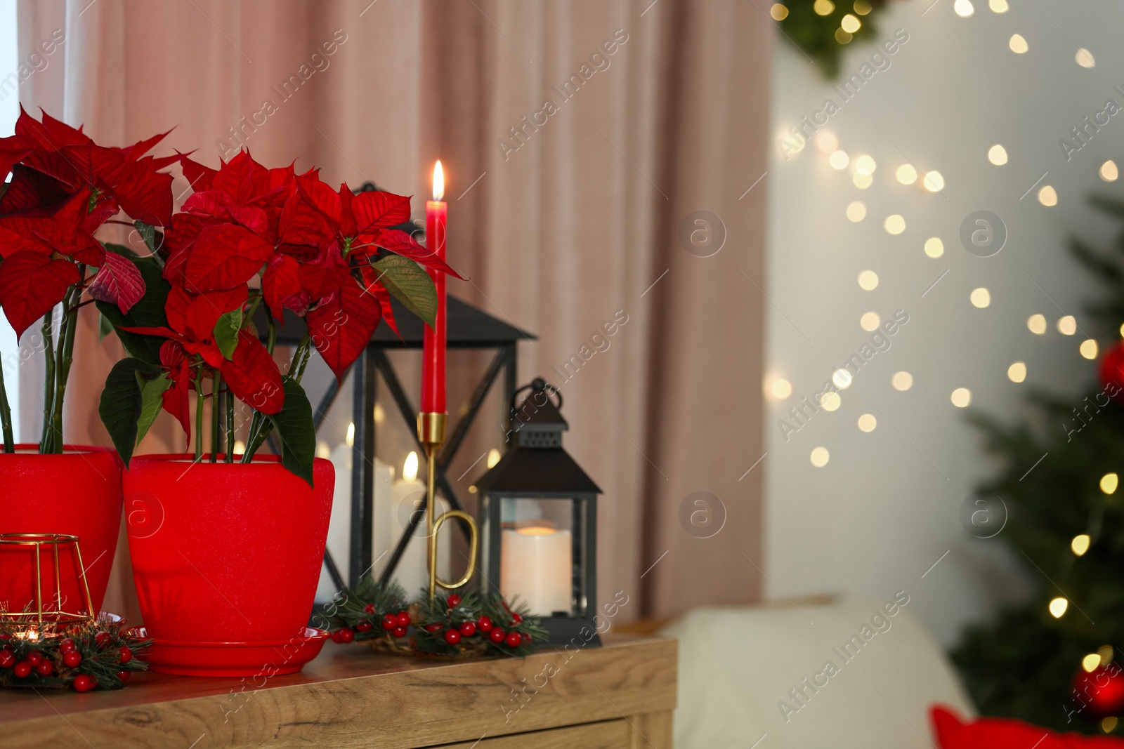 Photo of Potted poinsettias, burning candles and festive decor on dresser in room, space for text. Christmas traditional flower