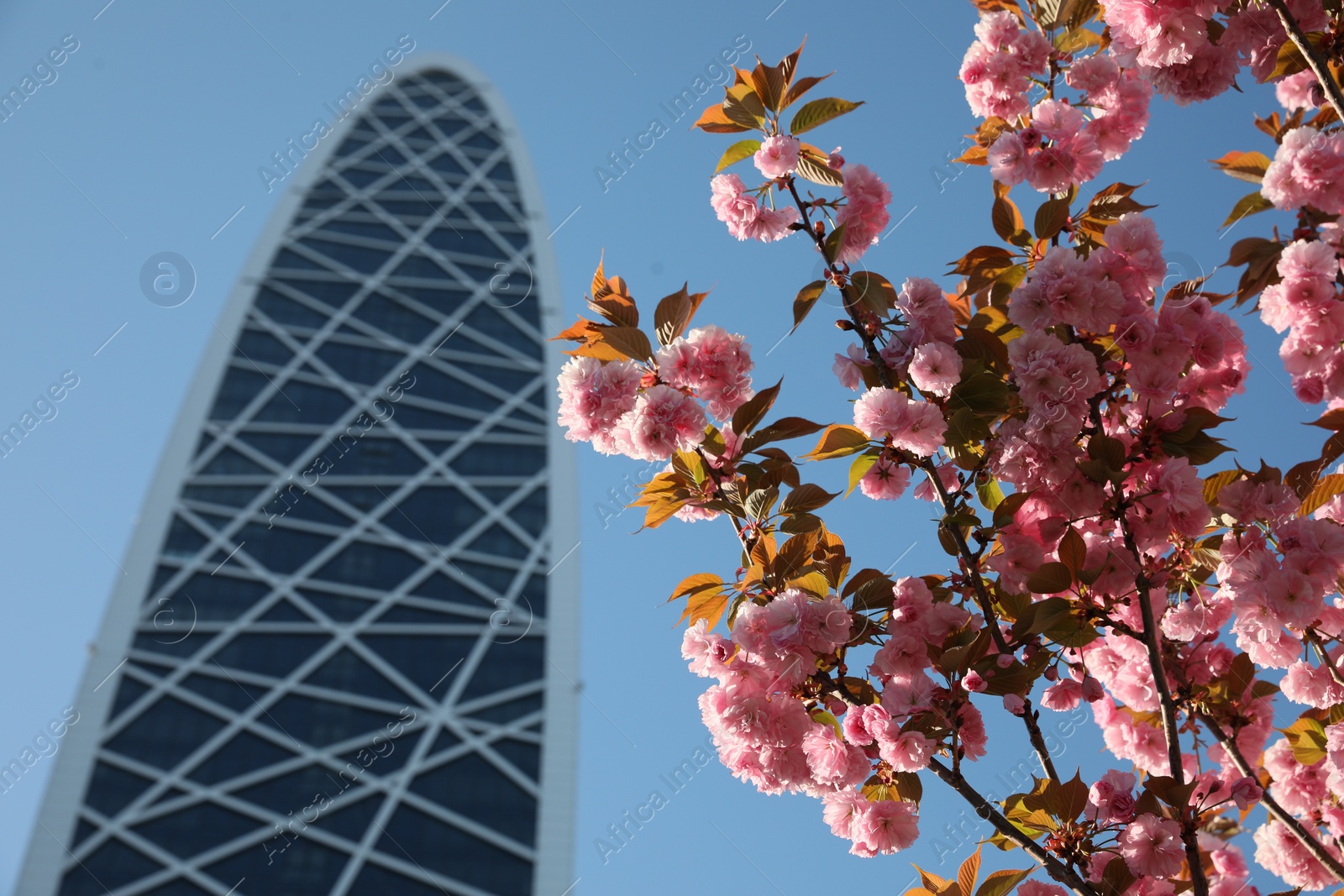 Photo of Beautiful sakura tree with pink flowers growing near skyscraper, low angle view