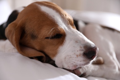 Photo of Cute Beagle puppy sleeping on bed, closeup. Adorable pet