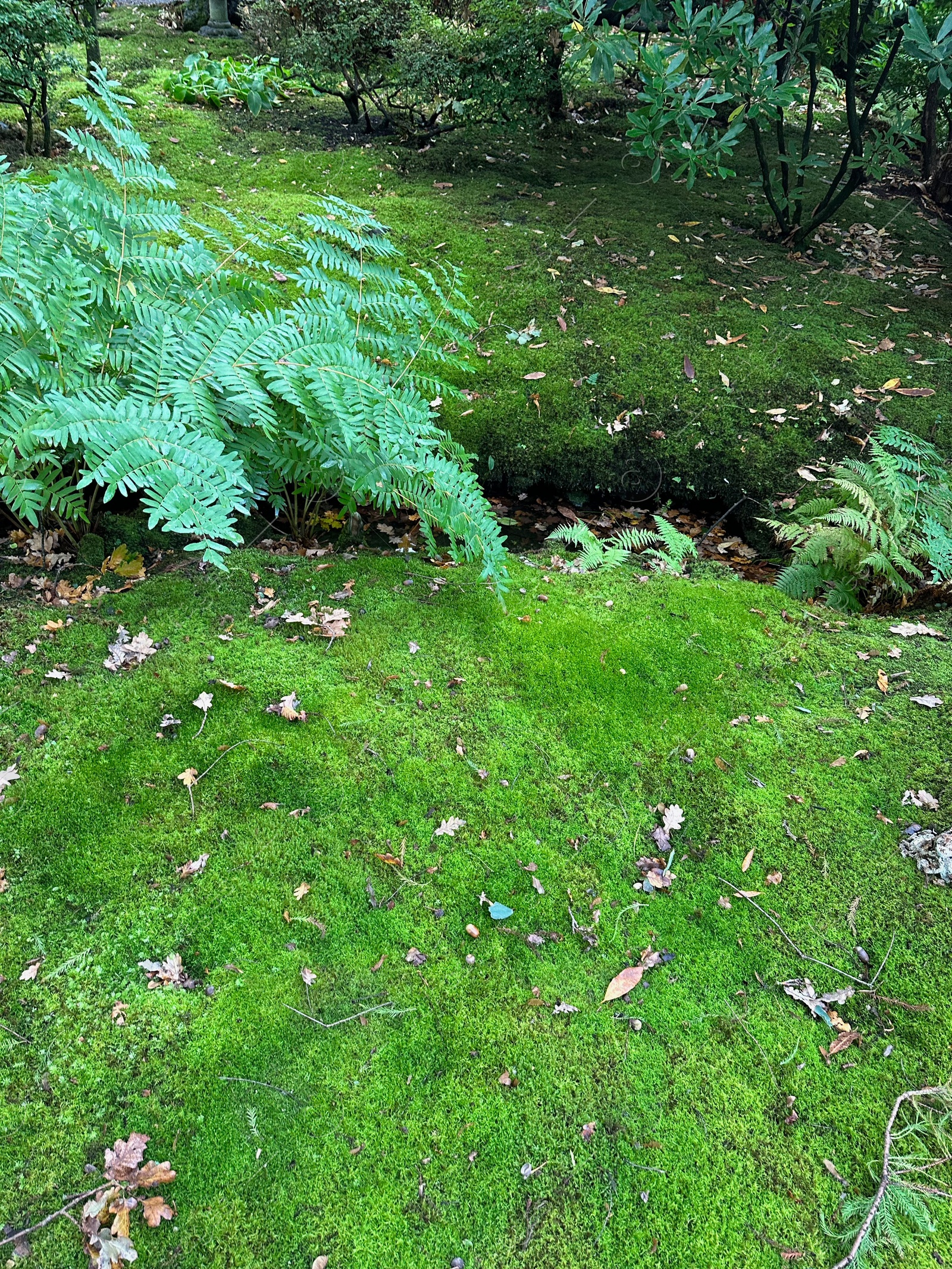 Photo of Bright moss and other plants near water channel in park