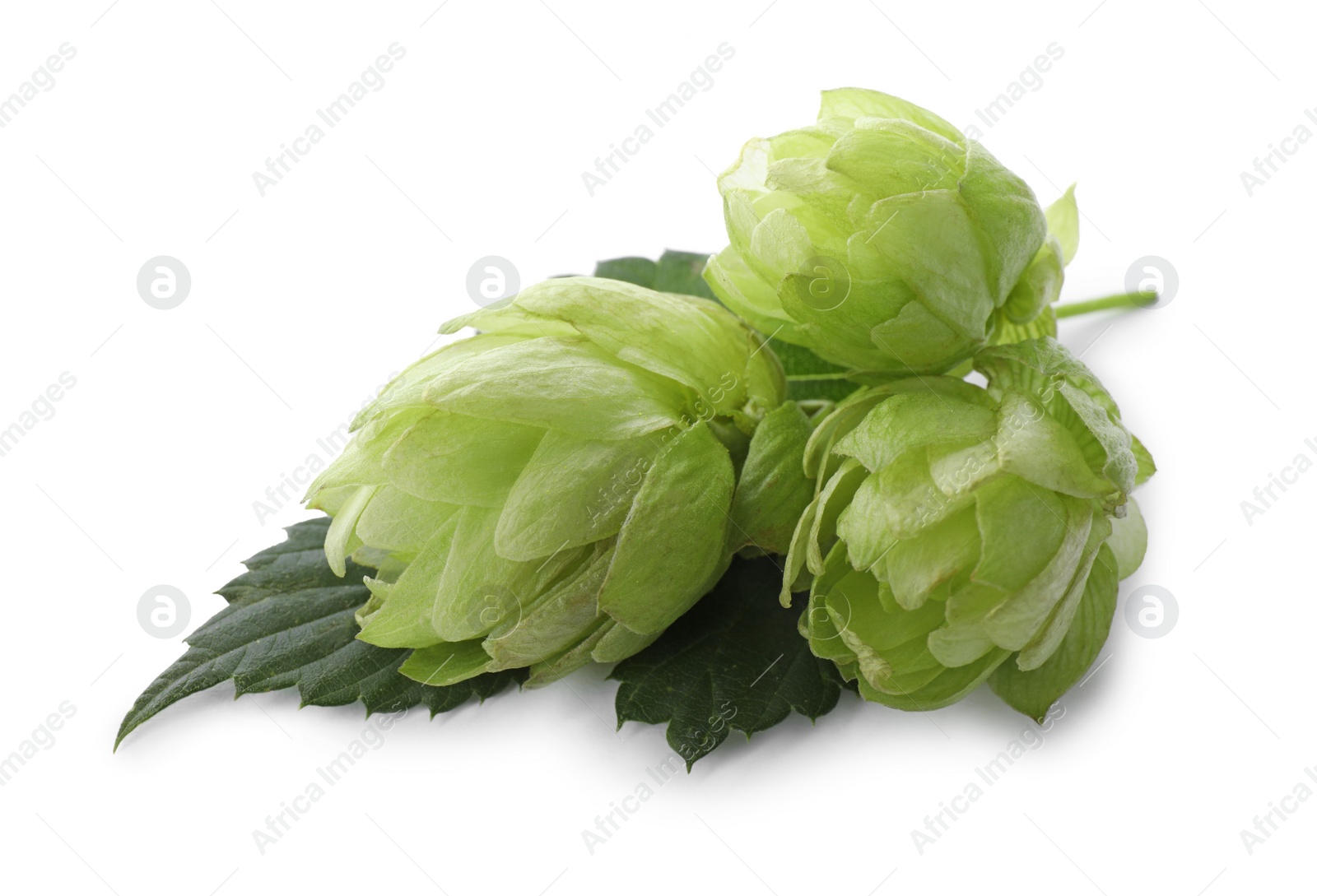 Photo of Fresh hop flowers with leaf on white background