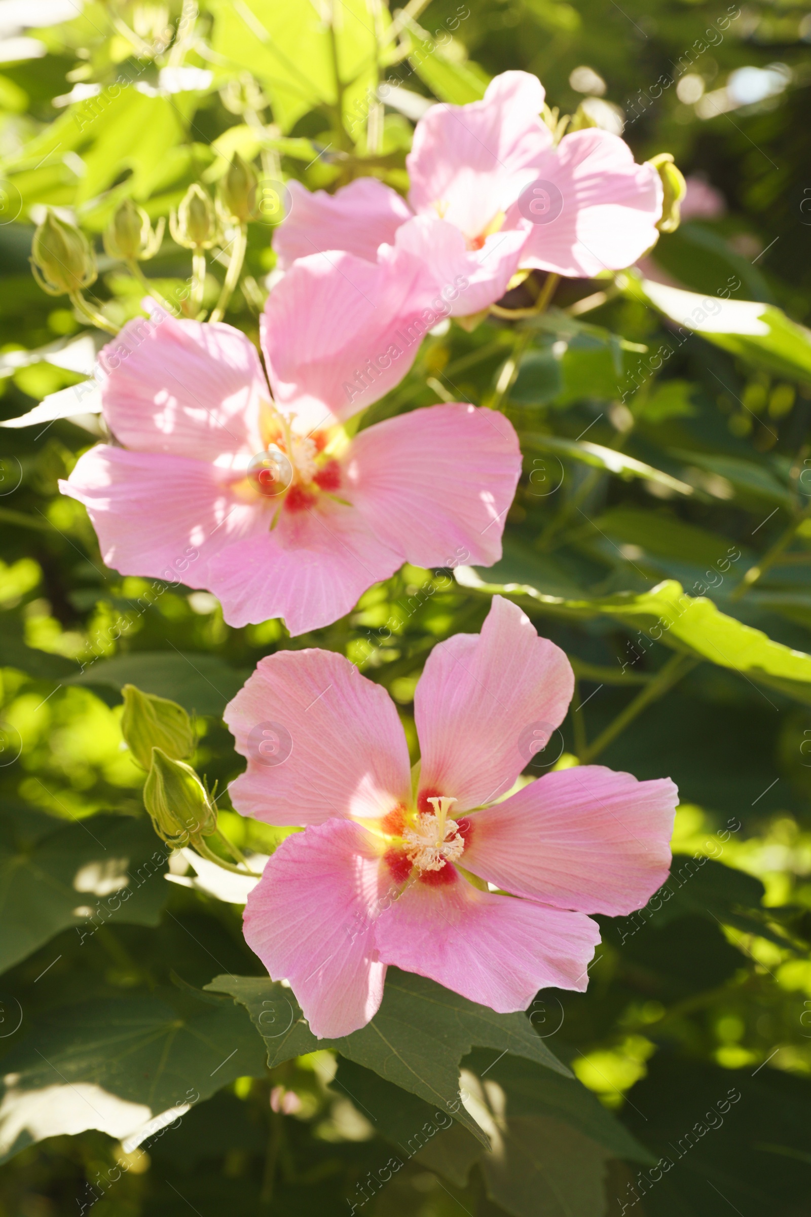 Photo of Beautiful pink hibiscus flowers growing outside, closeup