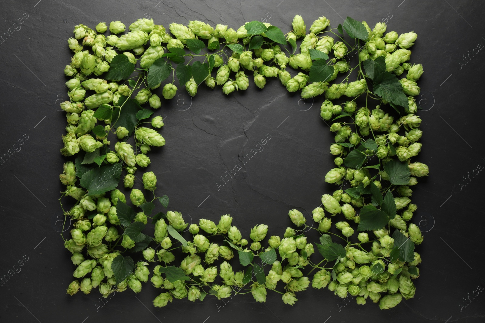 Photo of Frame of fresh green hops and leaves on black table, flat lay. Space for text