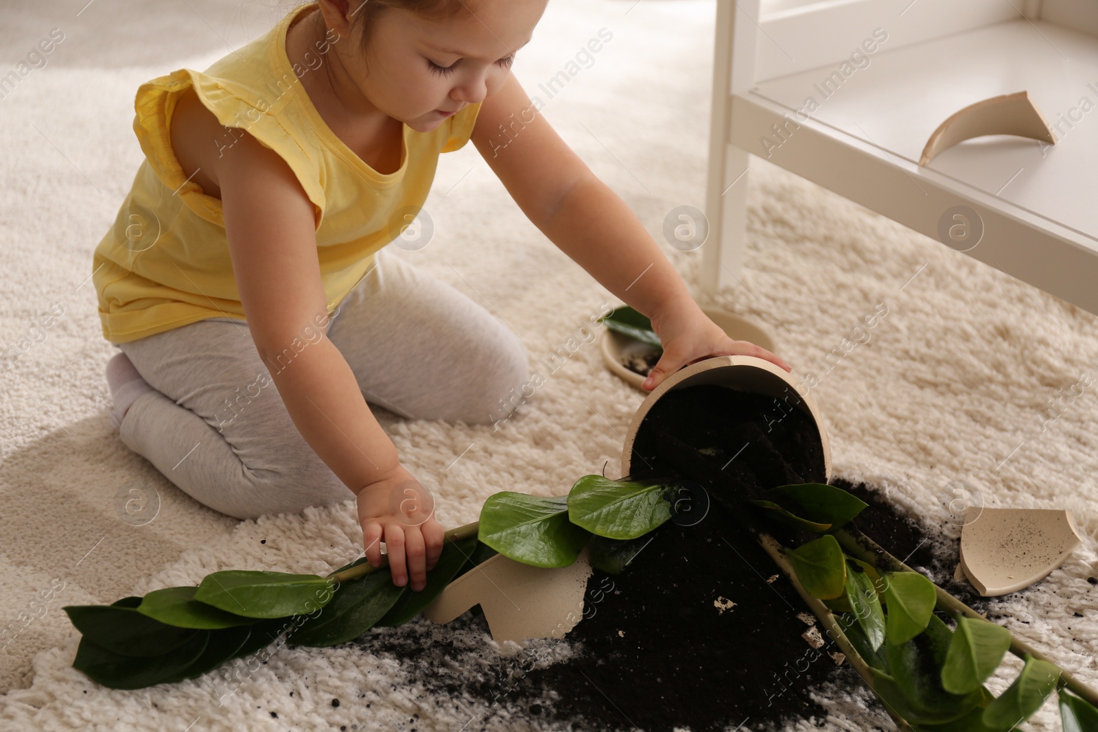 Photo of Little girl near houseplant and broken pot at home, closeup