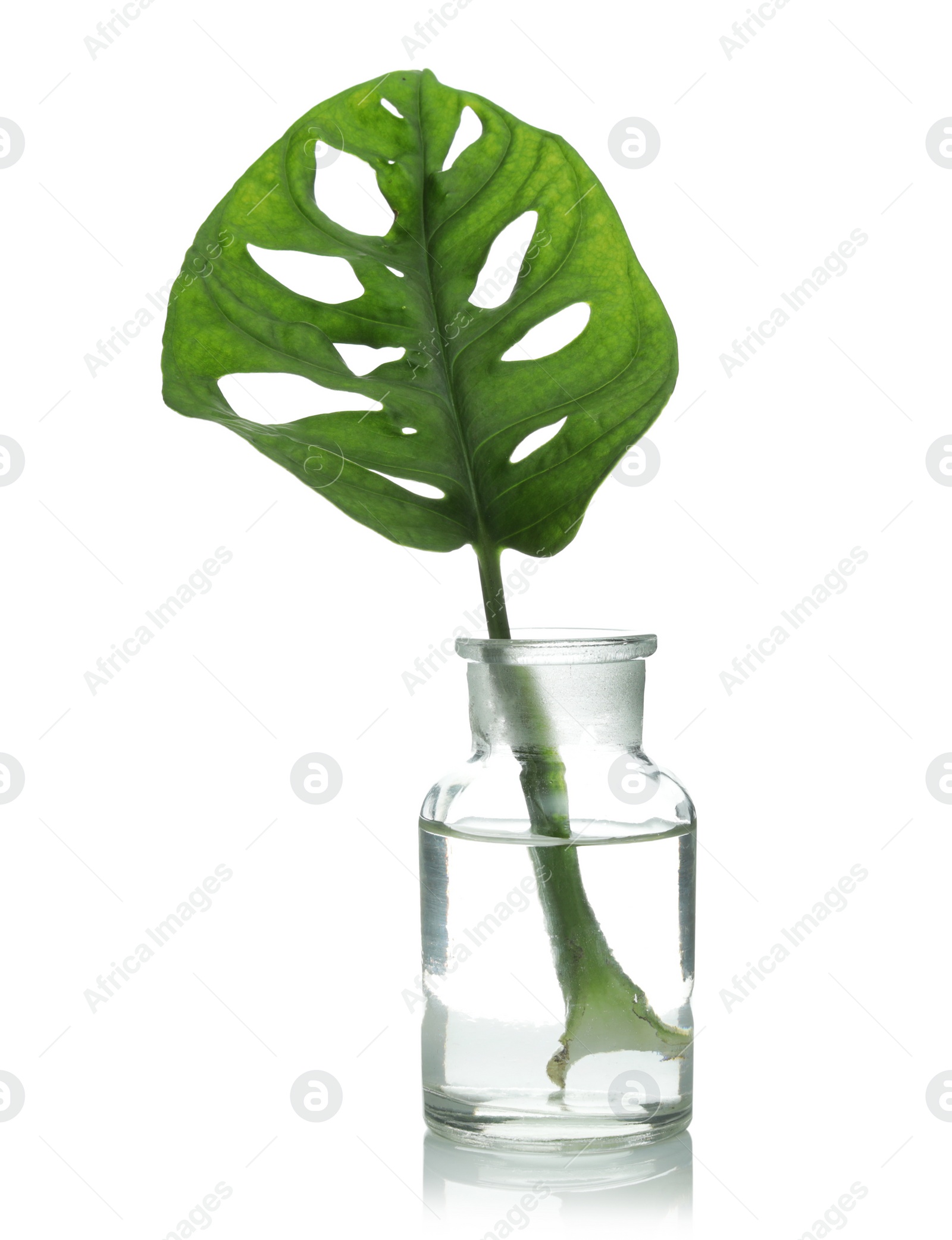 Photo of Lab glassware with exotic plant isolated on white. Organic chemistry