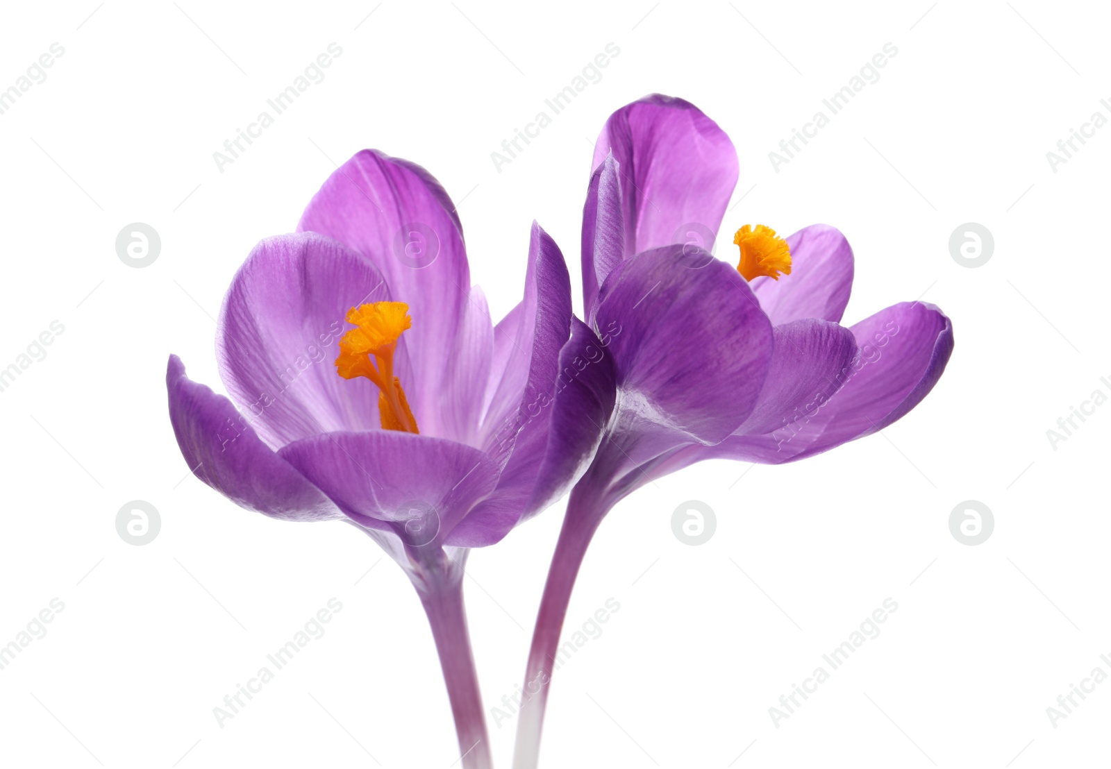 Photo of Beautiful purple crocus flowers on white background