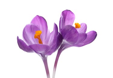 Beautiful purple crocus flowers on white background