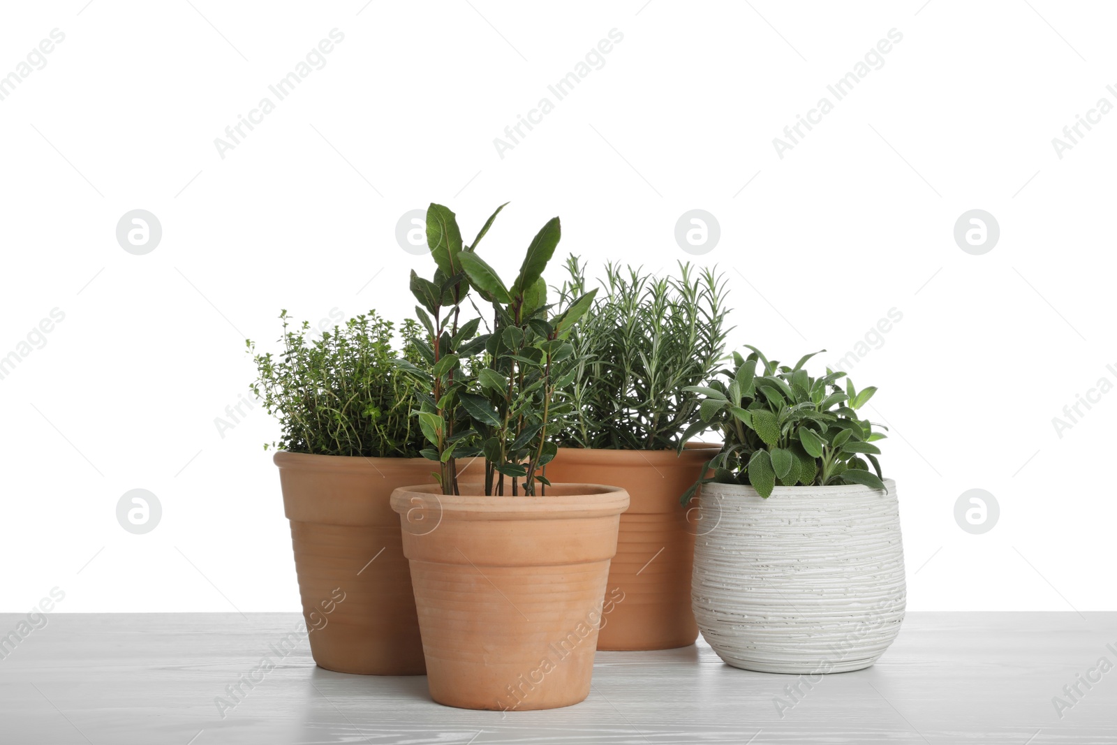 Photo of Pots with thyme, bay, sage and rosemary on table against white background