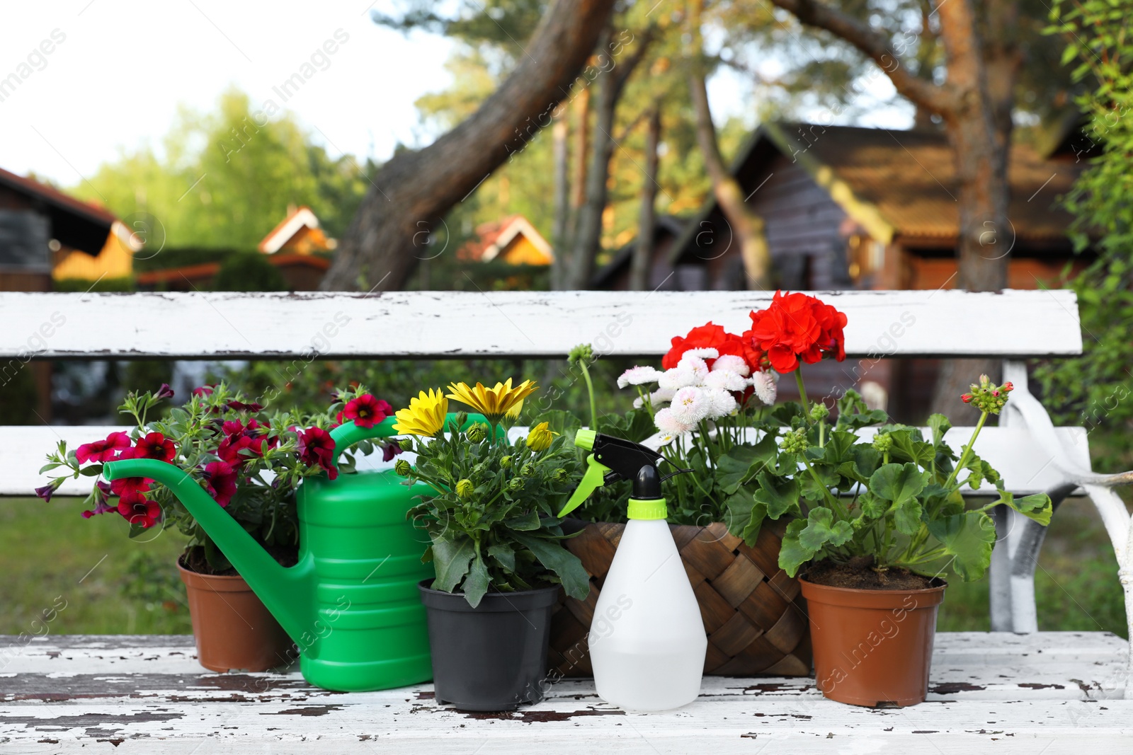 Photo of Beautiful blooming flowers, watering can and spray bottle on white wooden bench outdoors