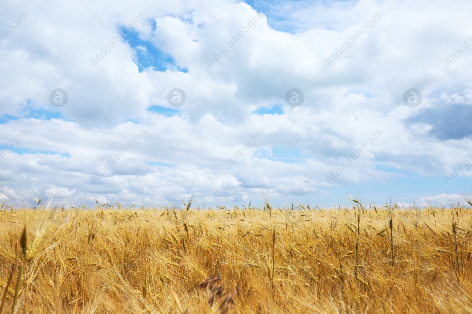 Photo of Beautiful agricultural field with ripening cereal crop