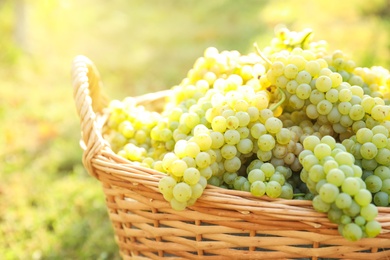 Wicker basket with fresh ripe grapes in vineyard on sunny day, closeup