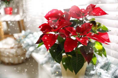 Image of Traditional Christmas poinsettia flower in room. Snowfall effect on foreground