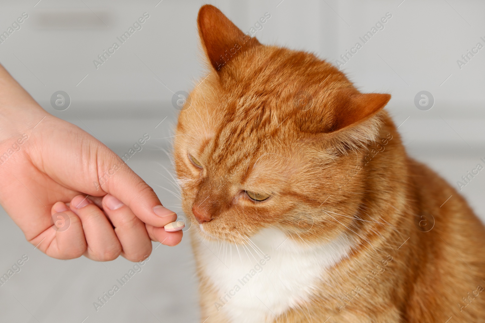 Photo of Woman giving vitamin pill to cute cat indoors, closeup