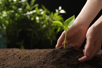 Woman planting young seedling into fertile soil, closeup with space for text. Gardening time