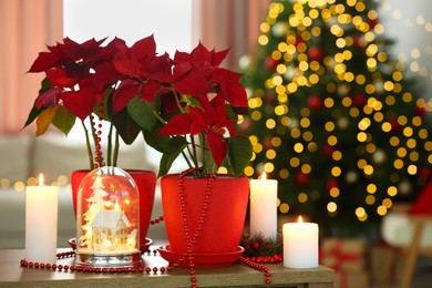 Photo of Potted poinsettias, burning candles and festive decor on wooden table in room. Christmas traditional flower