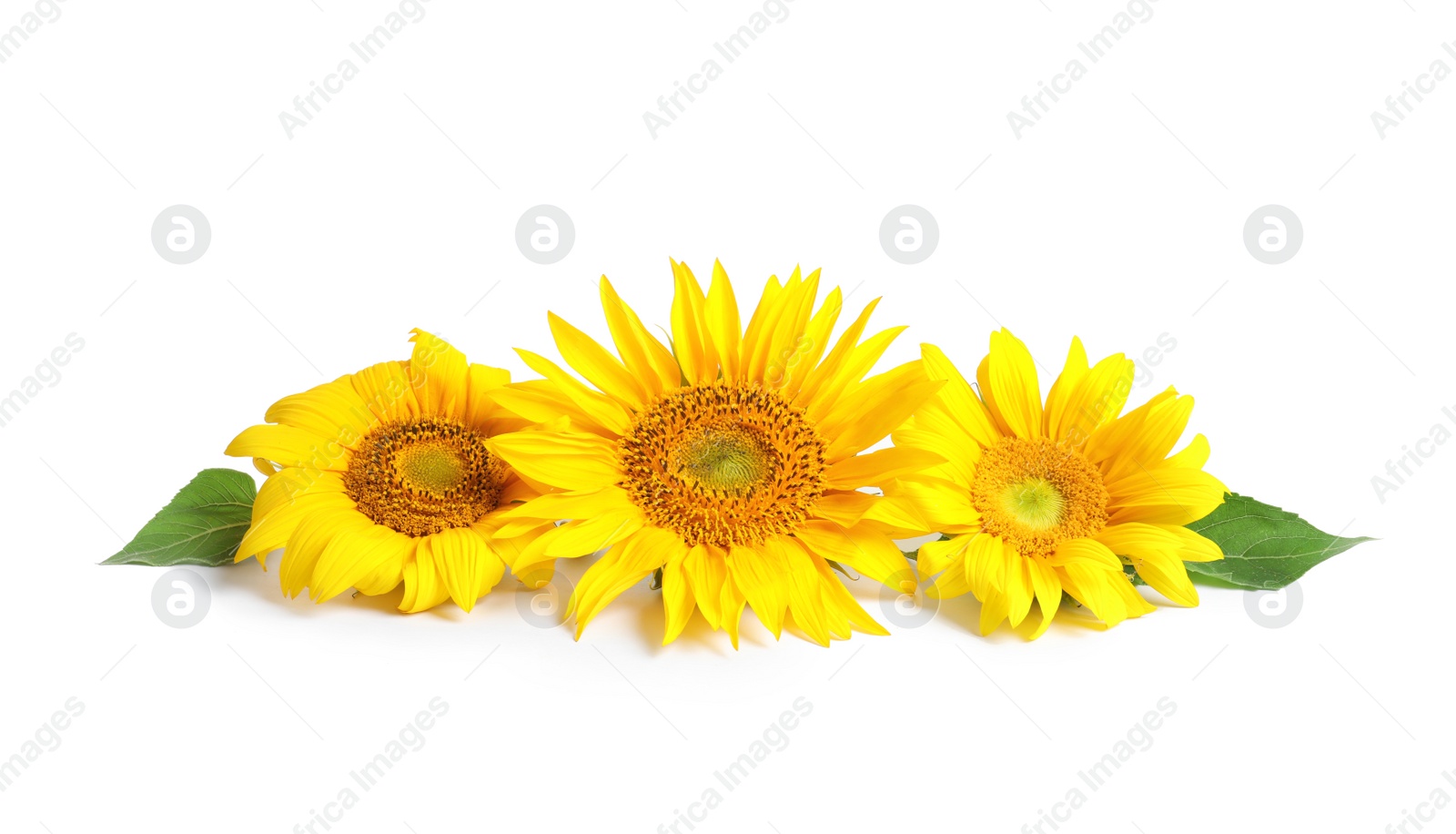 Photo of Beautiful bright sunflowers on white background