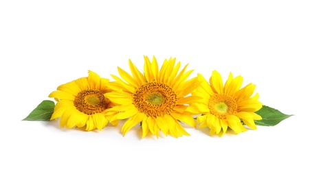 Photo of Beautiful bright sunflowers on white background